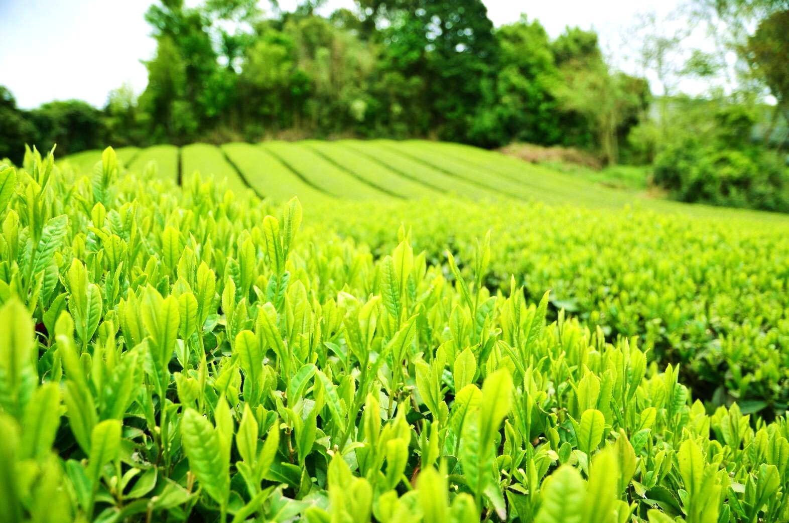 三重　伊勢神宮　緑茶