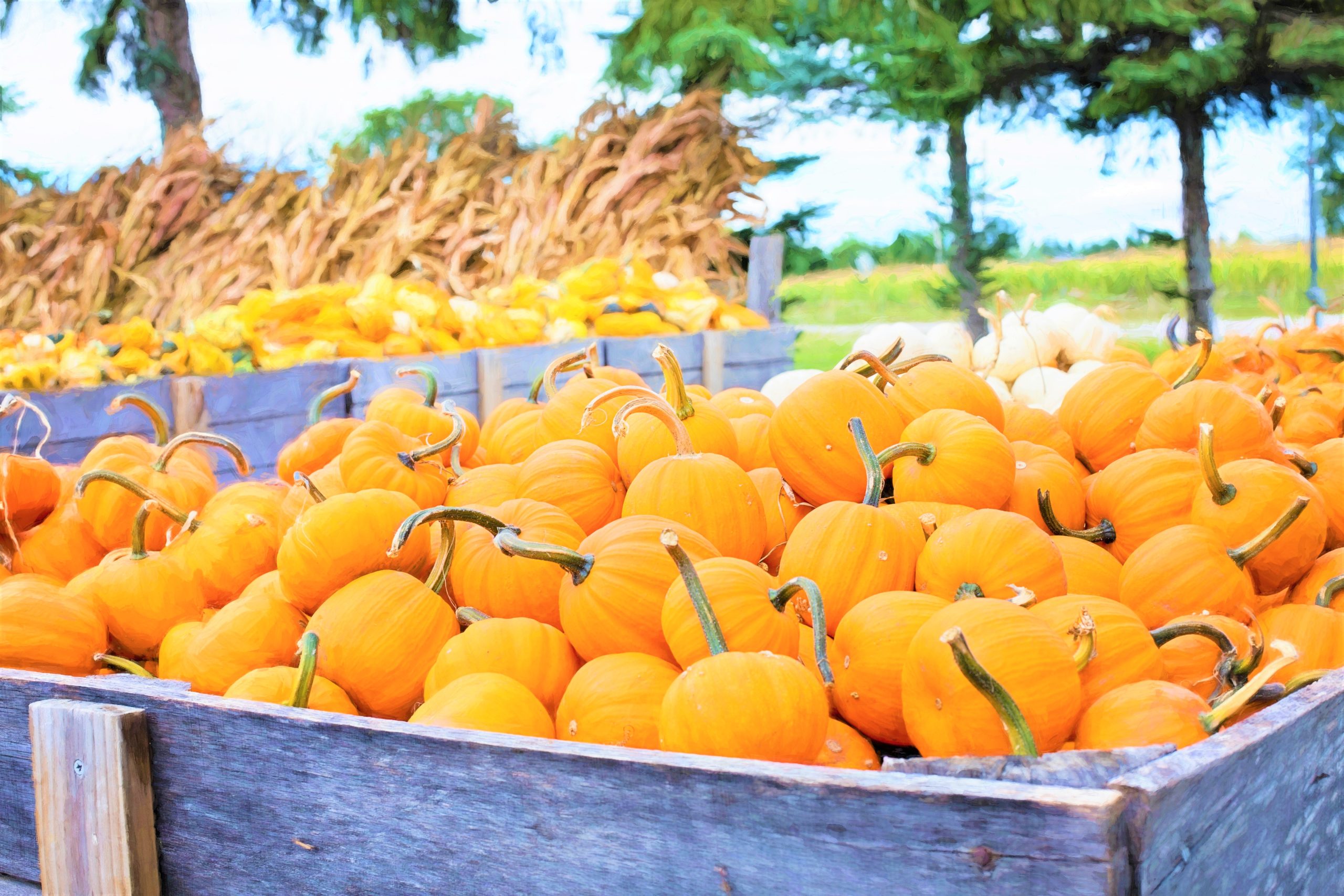 かぼちゃとパンプキンの違い 英語 Pumpkin パウンドケーキ専門店 Mipoundtokyo